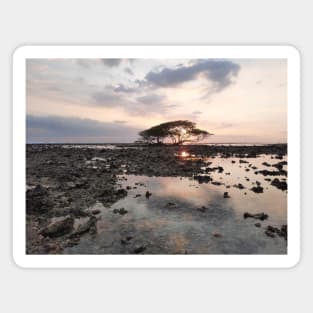 Single tree at Gili Trawangan beach Magnet